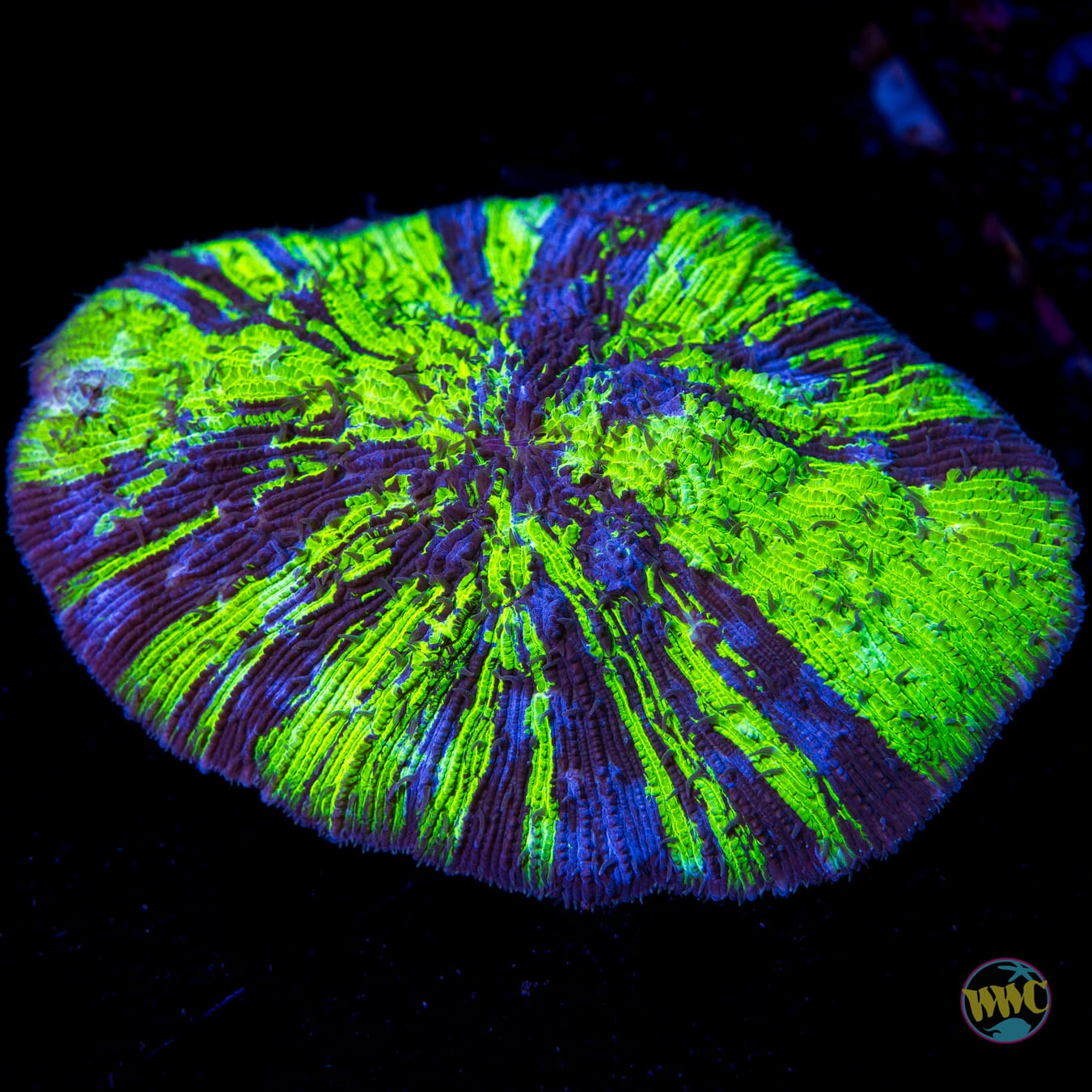 Super Rare Neon and Purple Sandalolitha Plate Coral - Daylight Photo