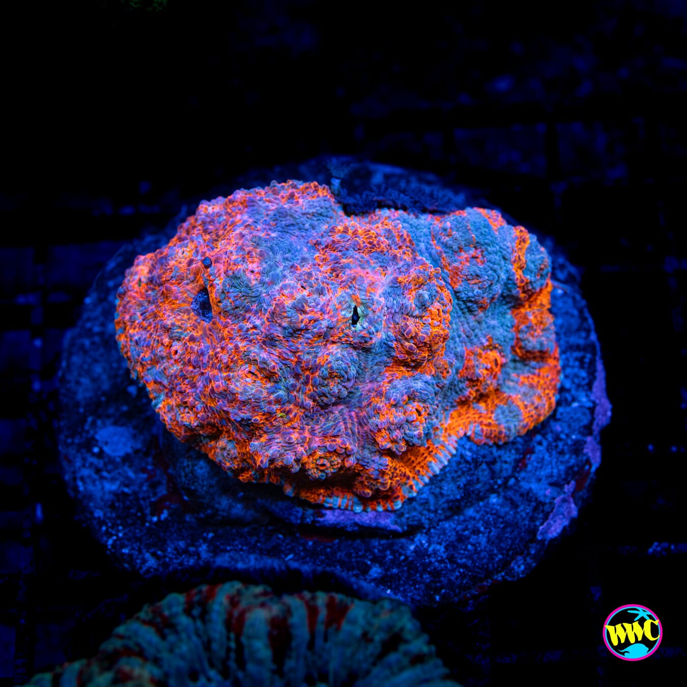 Nacho Cheese 1 Chalice - Daylight Photo