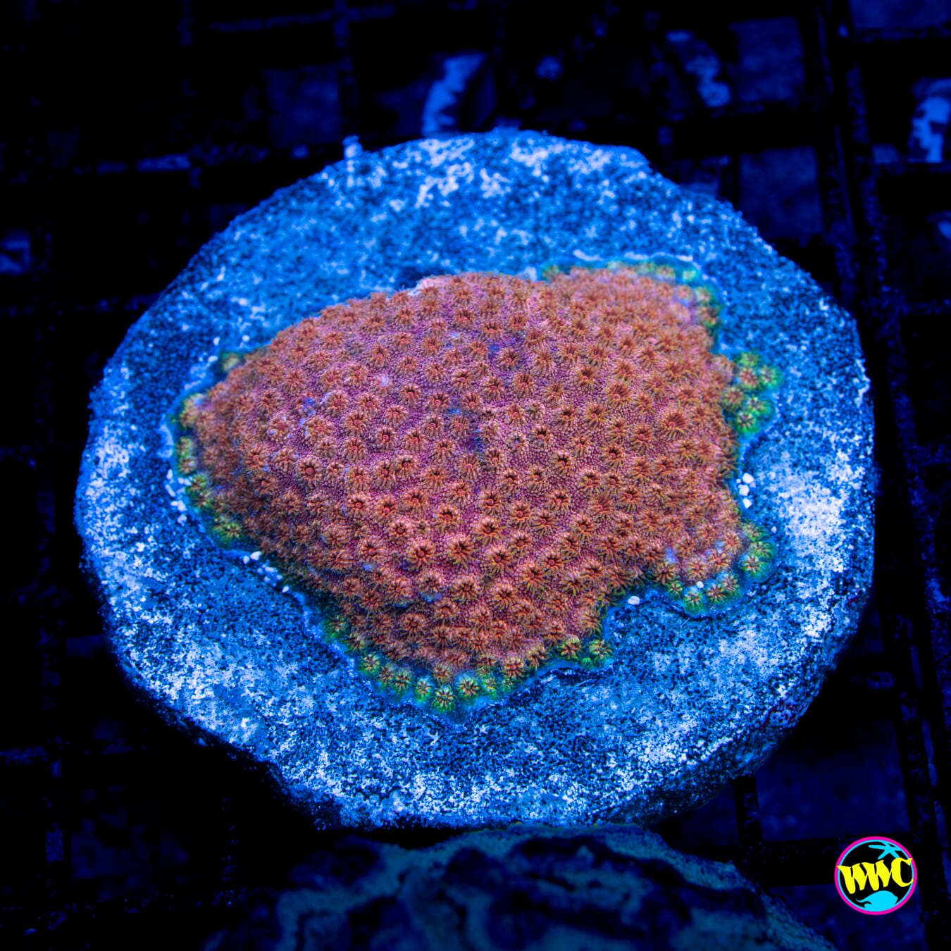 Bronco Berry Cyphastrea - Daylight Photo