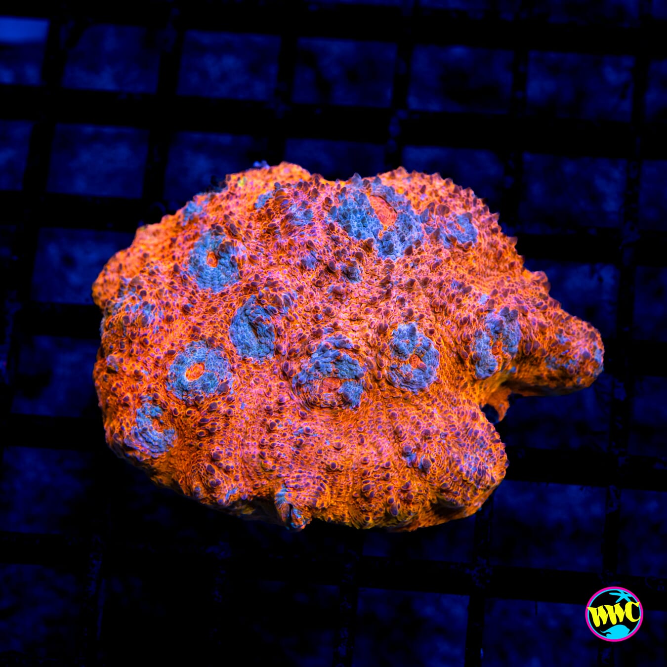 Bronco Berry Cyphastrea - Daylight Photo