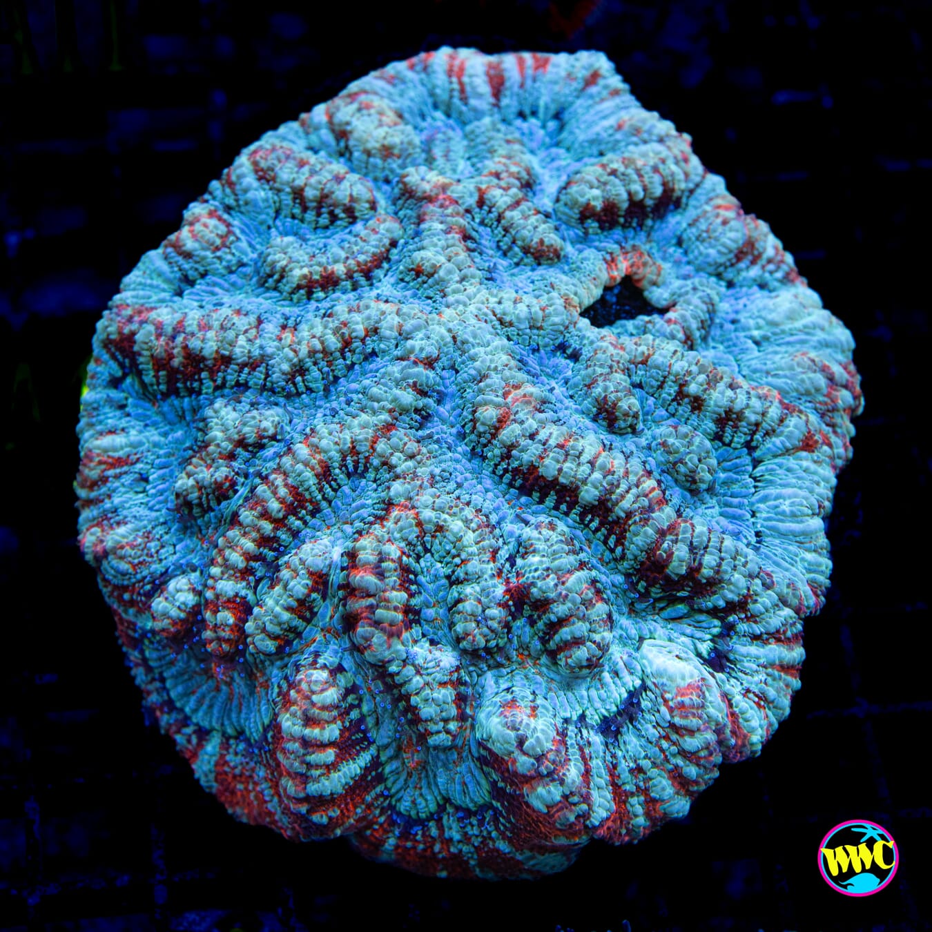 Frozen Tiger Symphyllia Wilsoni - Daylight Photo