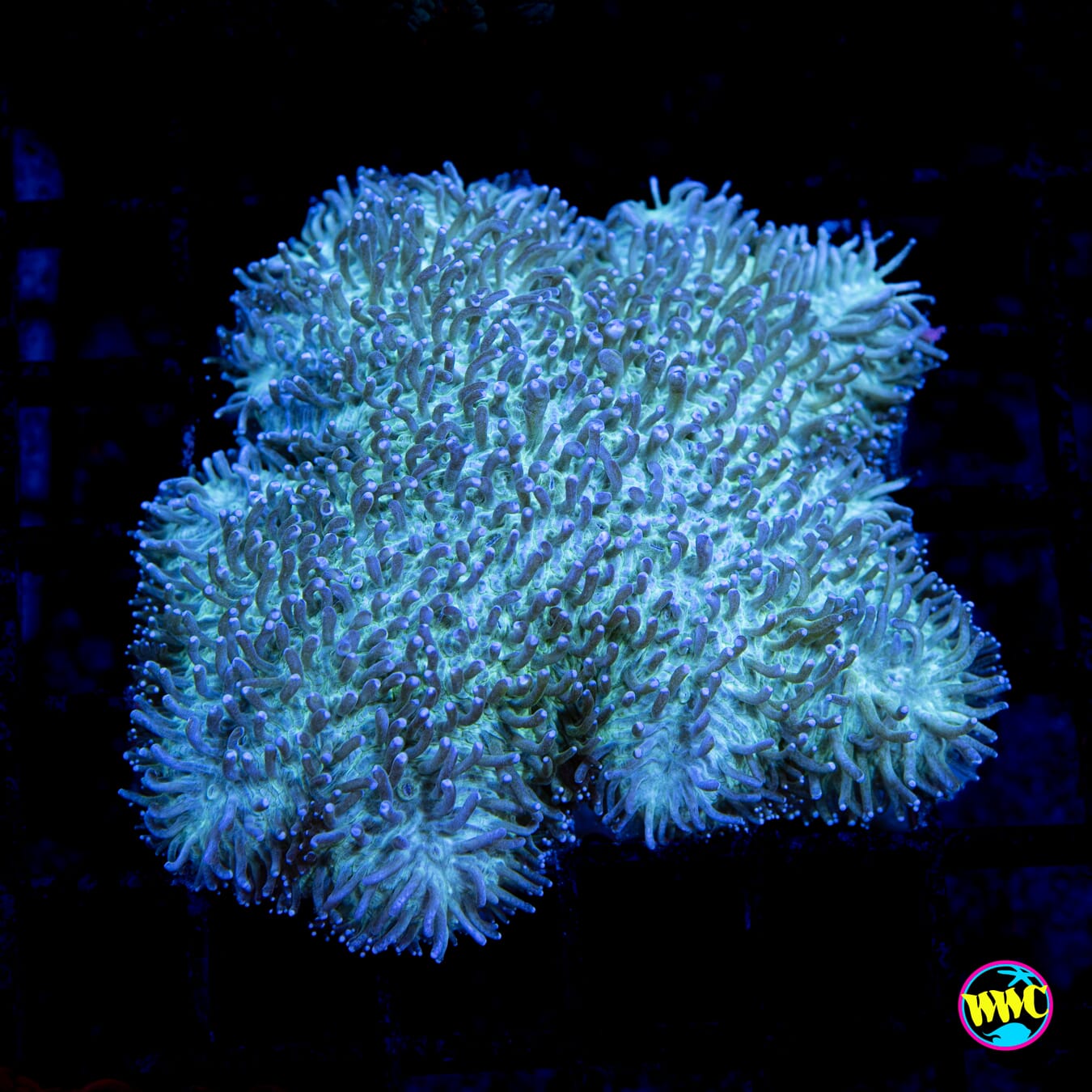 Dinosaur Nugget Tongue 1 Coral - Daylight Photo