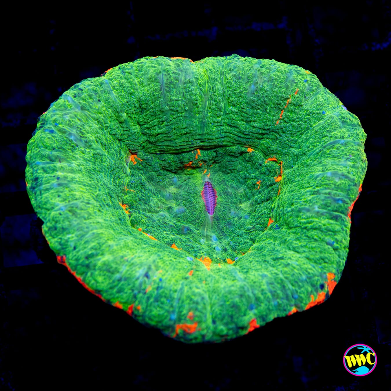 Bleeding Candy Apple Scolymia - Daylight Photo