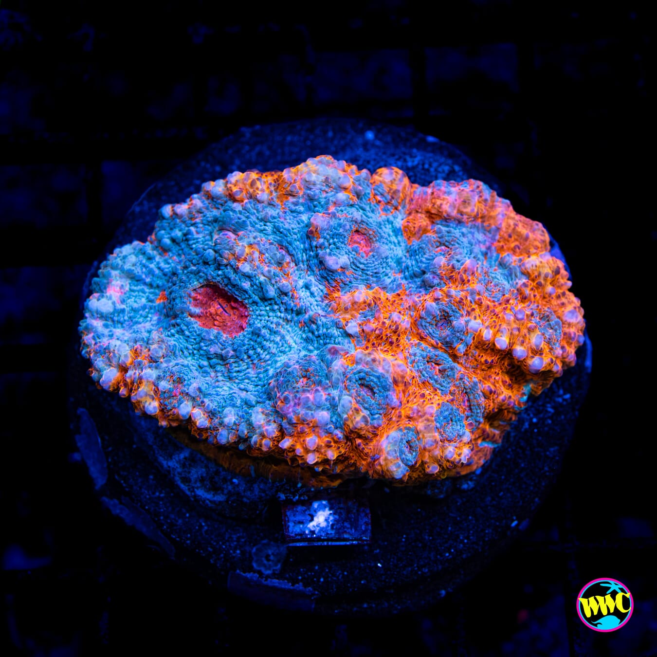 Nacho Cheese 2 Chalice - Daylight Photo