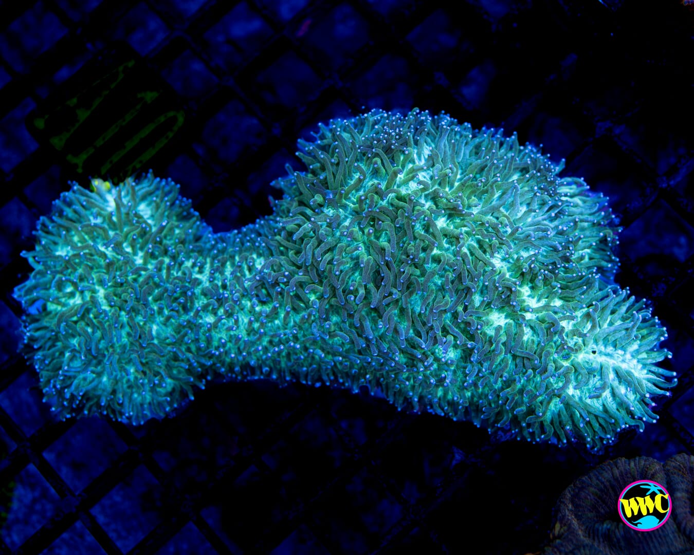 Dinosaur Nugget Tongue 2 Coral - Daylight Photo