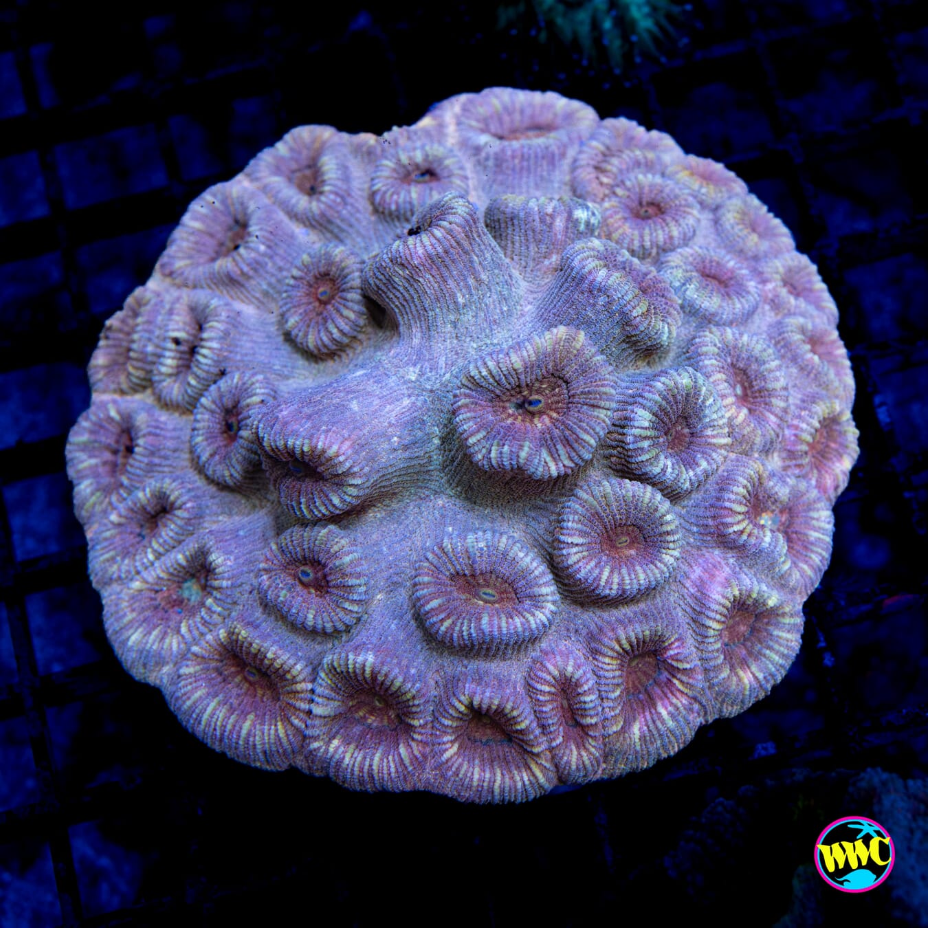 Other Worldly Favia - Daylight Photo