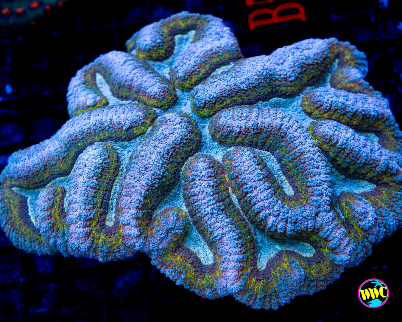 Frosted Cupcake Symphyllia - Daylight Photo