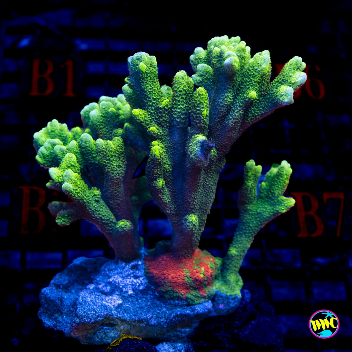 WWC Contraband Digitata Montipora - Daylight Photo