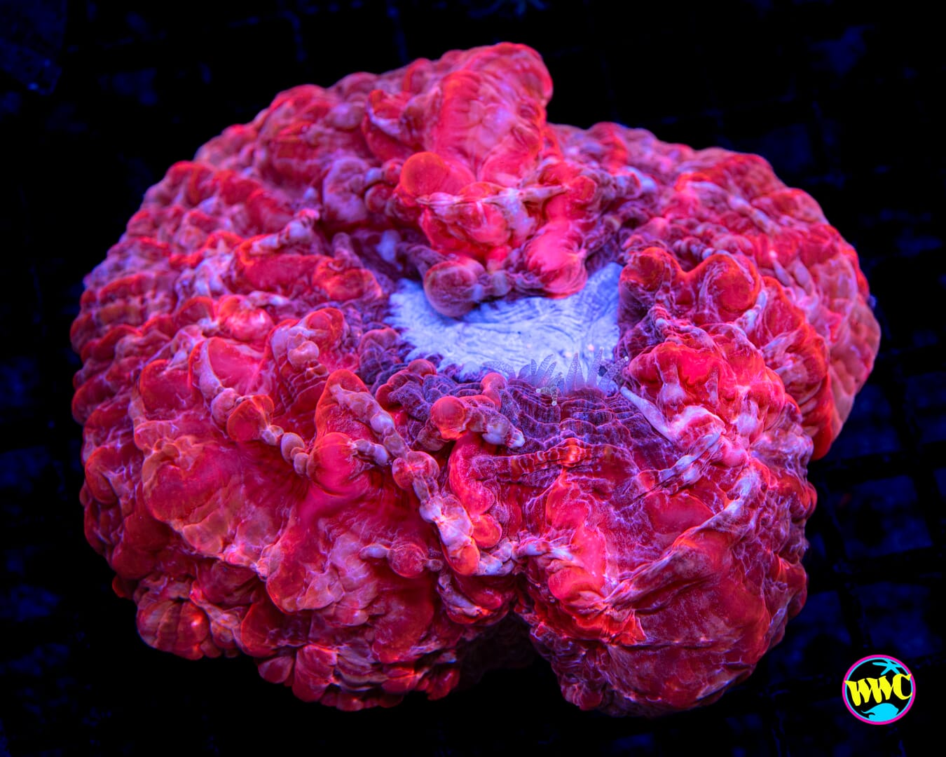 Peppermint Cynarina - Daylight Photo