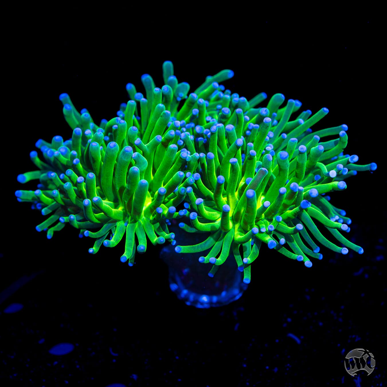 Blue Tipped Neon Torch