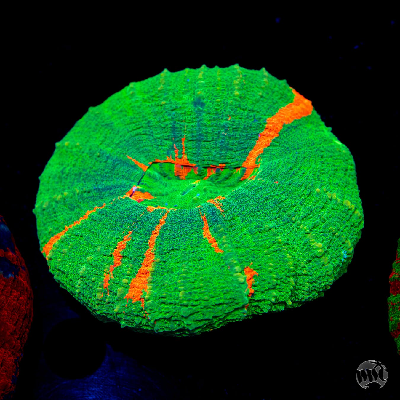 Bleeding Apple Scolymia