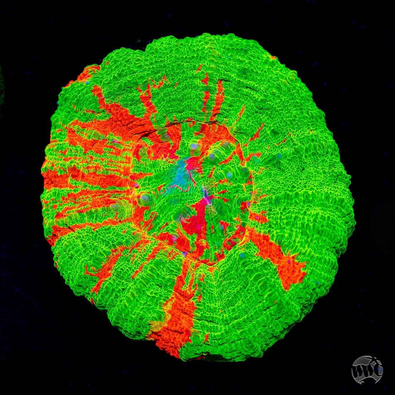 Bloodrush Scolymia