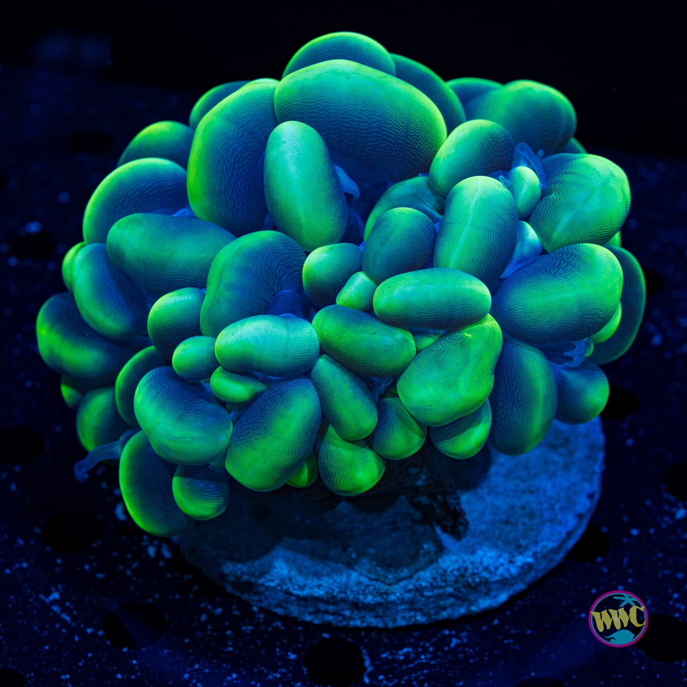 Bicolor Bubble - Daylight Photo