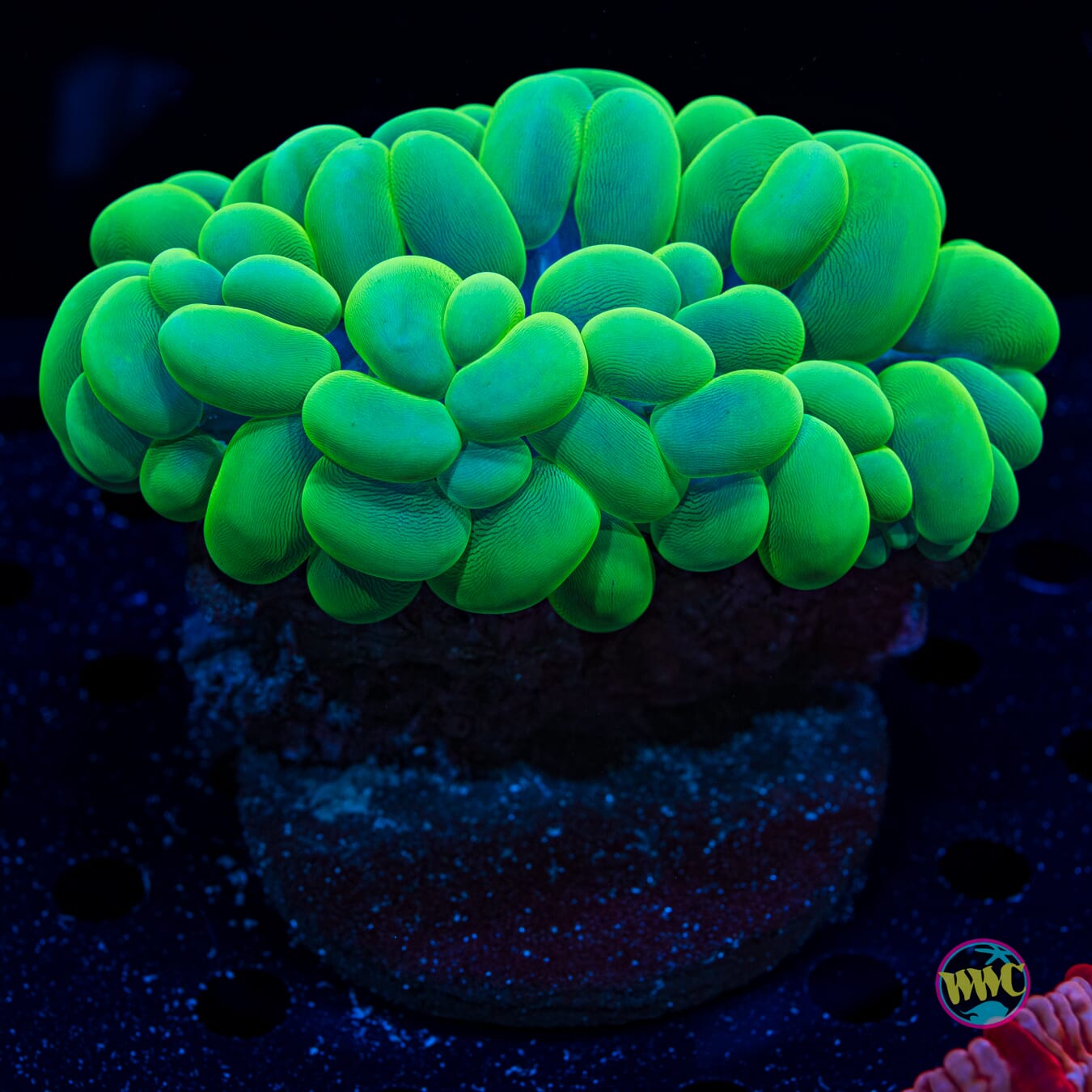 Neon Green Bubble - Daylight Photo