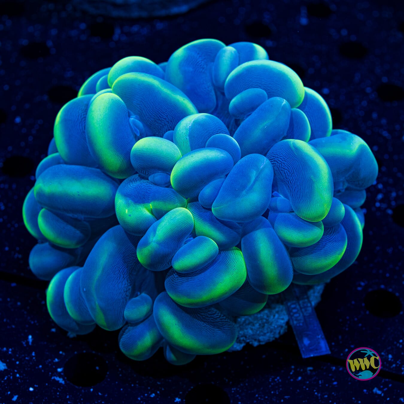 Metallic Bubble - Daylight Photo