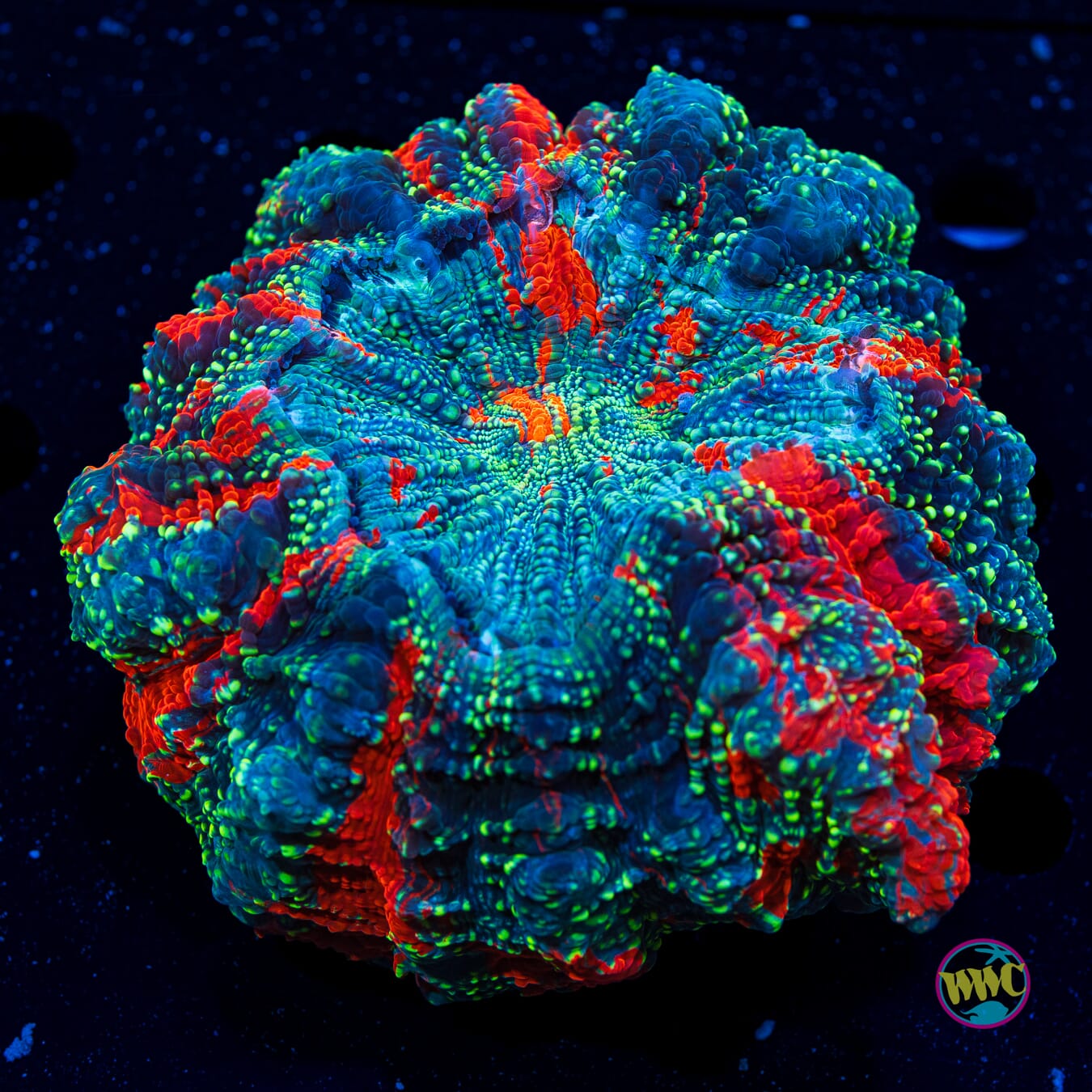 Shimmering Stars Acanthophyllia - Daylight Photo