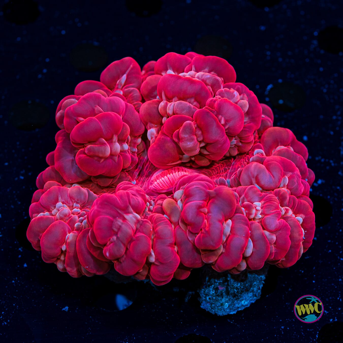 Ruby Red Cynarina - Daylight Photo