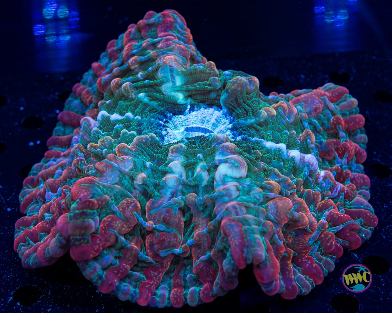 Worlds Collide Indophyllia - Daylight Photo