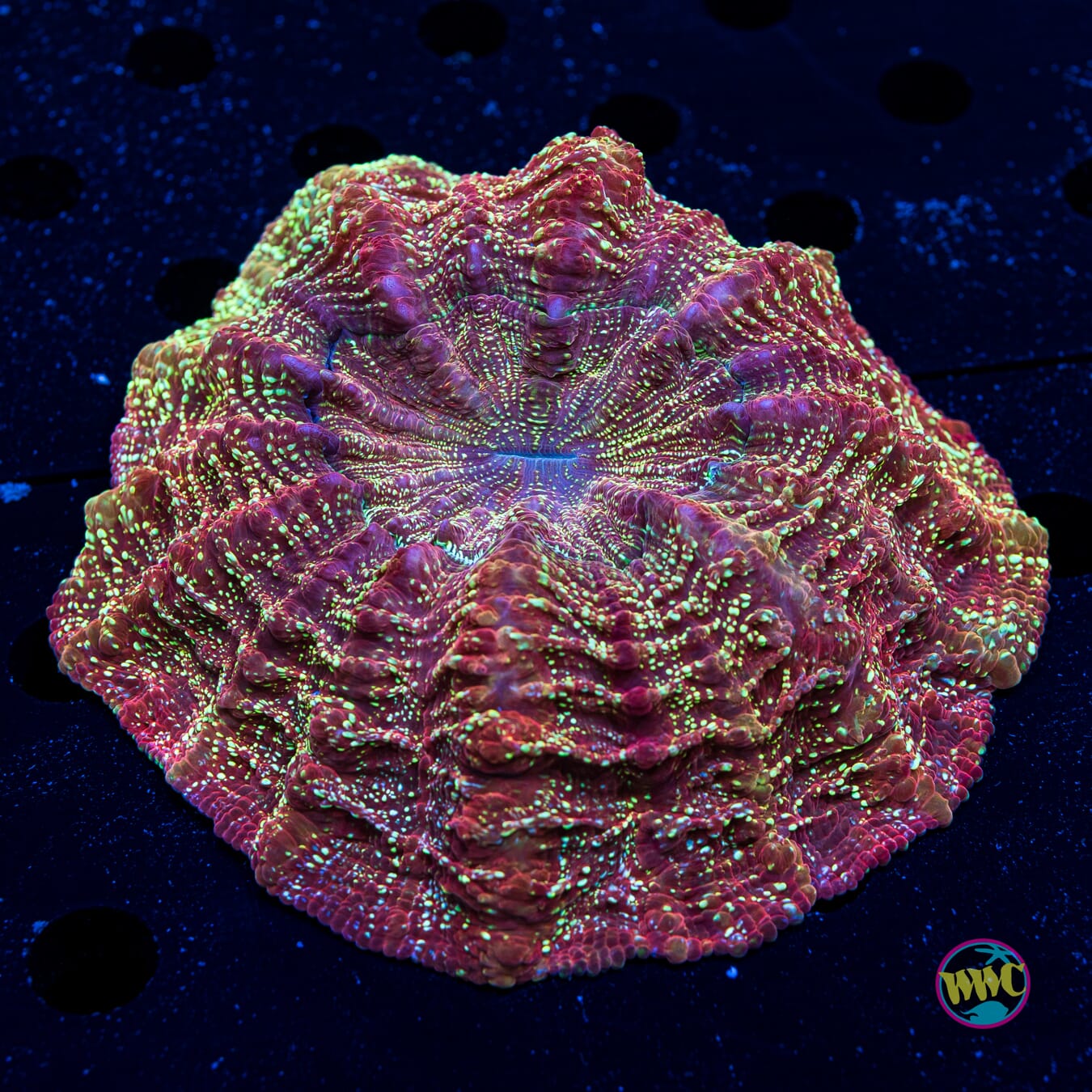 Interstellar Acanthophyllia - Daylight Photo