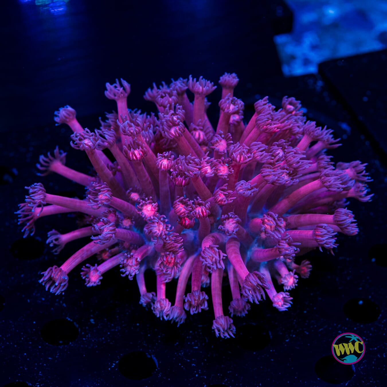 Pink Zebra Goniopora - Daylight Photo