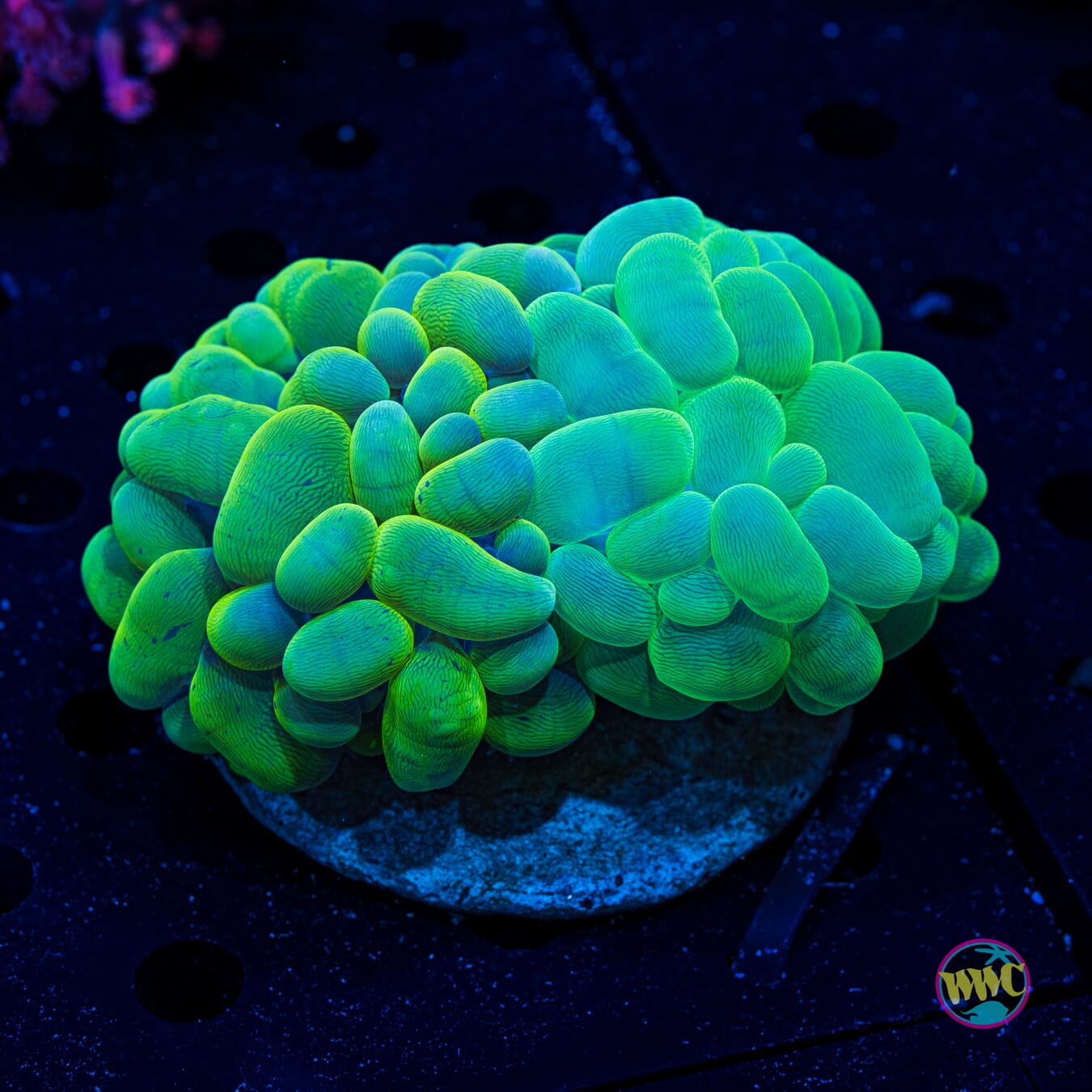 Double Trouble Bubble - Daylight Photo