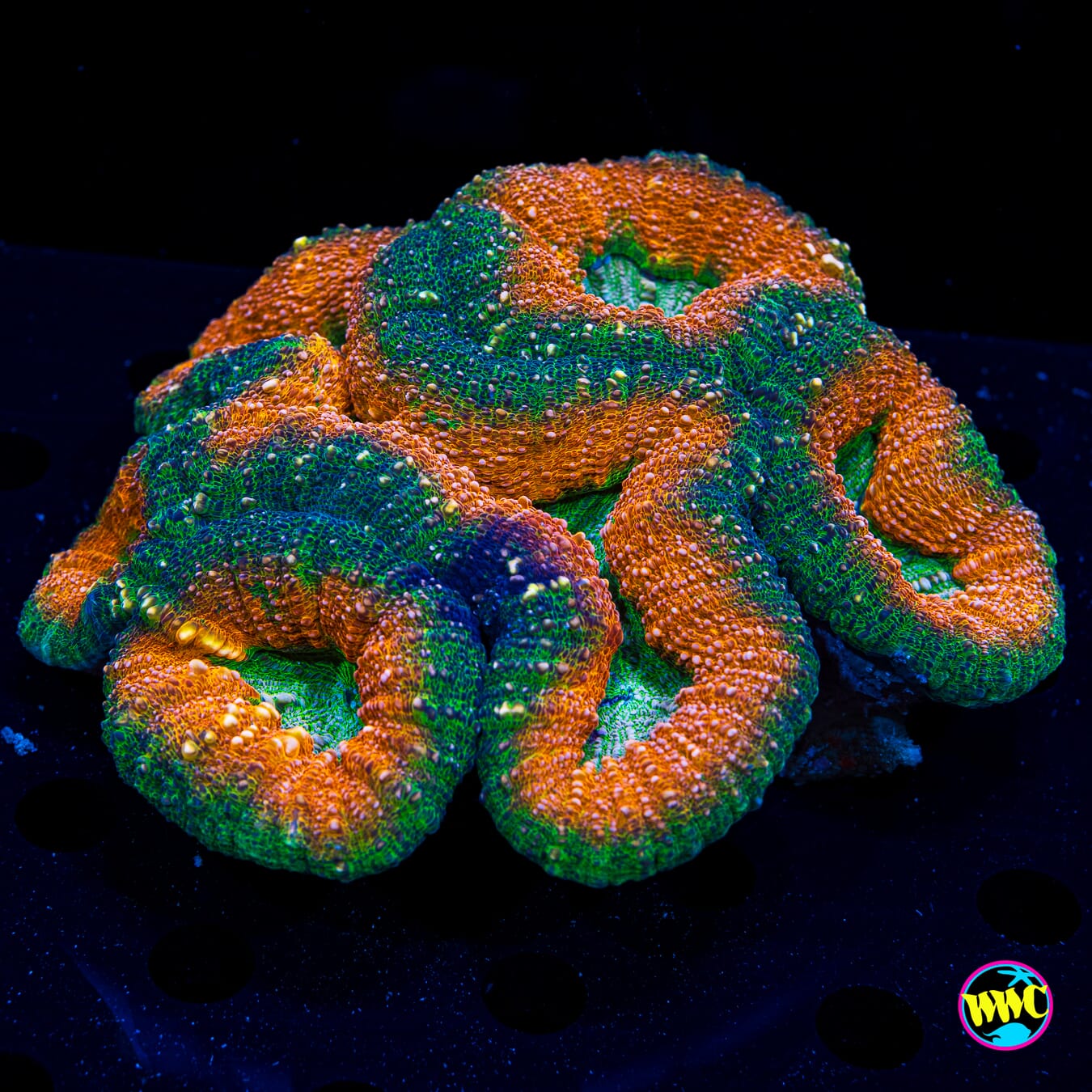 Earthen Ring Lobophyllia - Daylight Photo