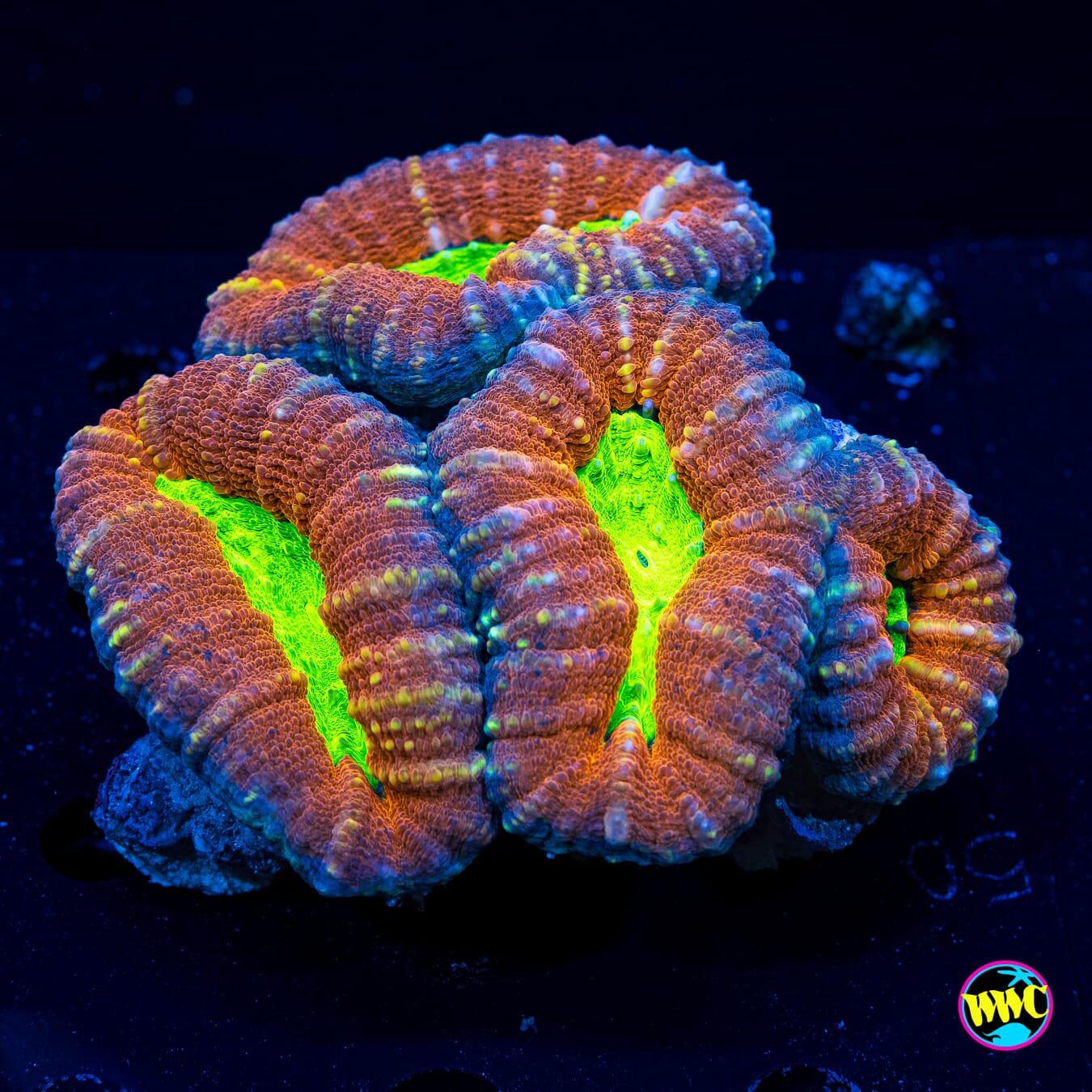 Toxic Pools Lobophyllia - Daylight Photo