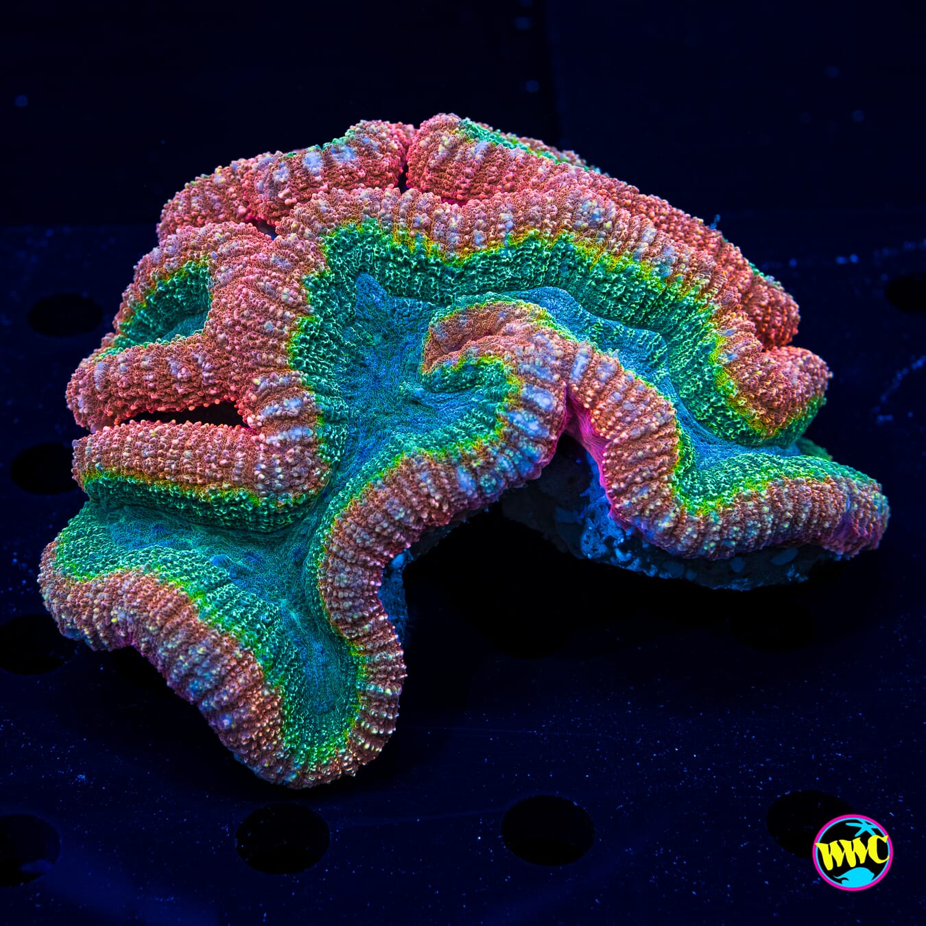 Twister Lobophyllia - Daylight Photo