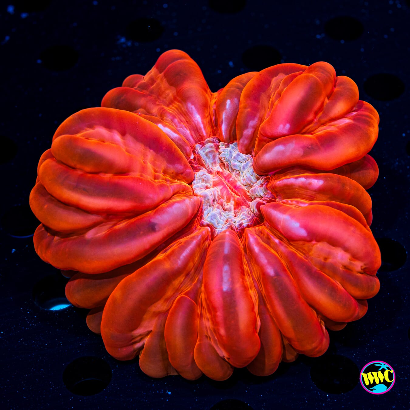 Ruby Red Cynarina - Daylight Photo