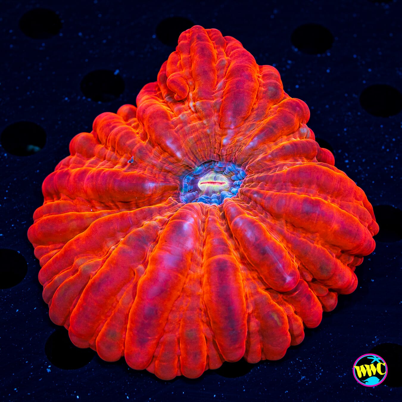 Blood Red Cynarina - Daylight Photo