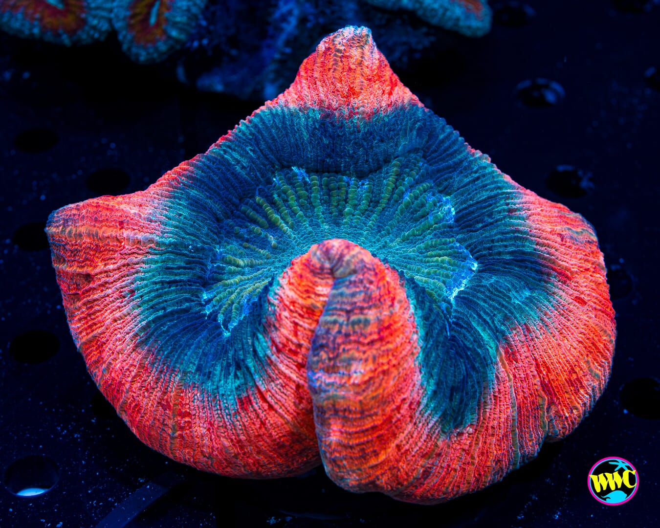 Pinkerton Trachyphyllia - Daylight Photo