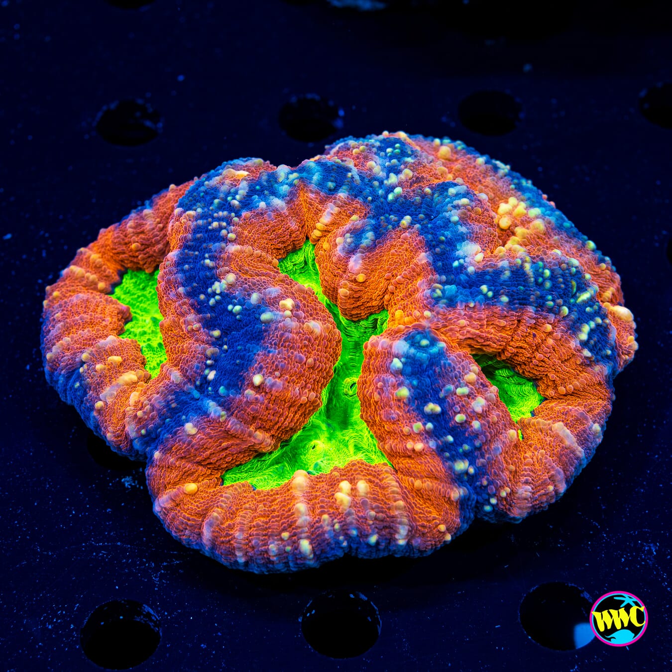 Forbidden Fruit Lobophyllia - Daylight Photo