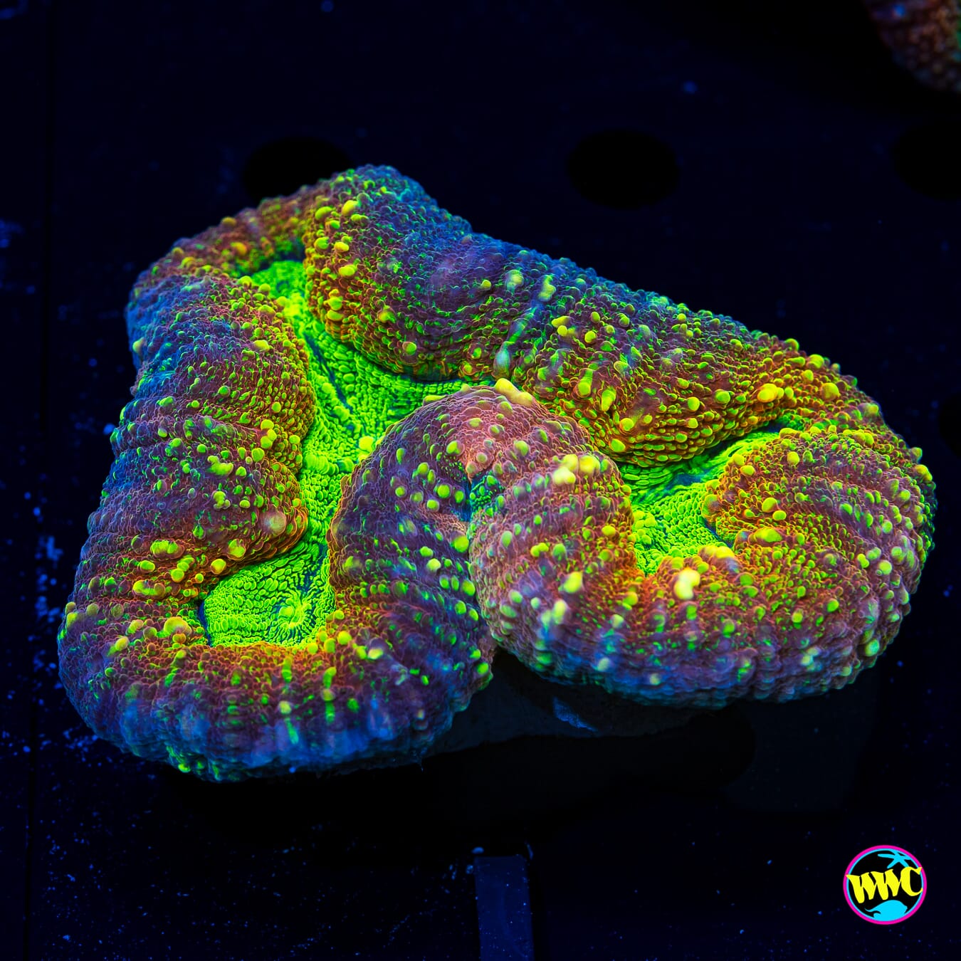 Toxic Trove Lobophyllia - Daylight Photo
