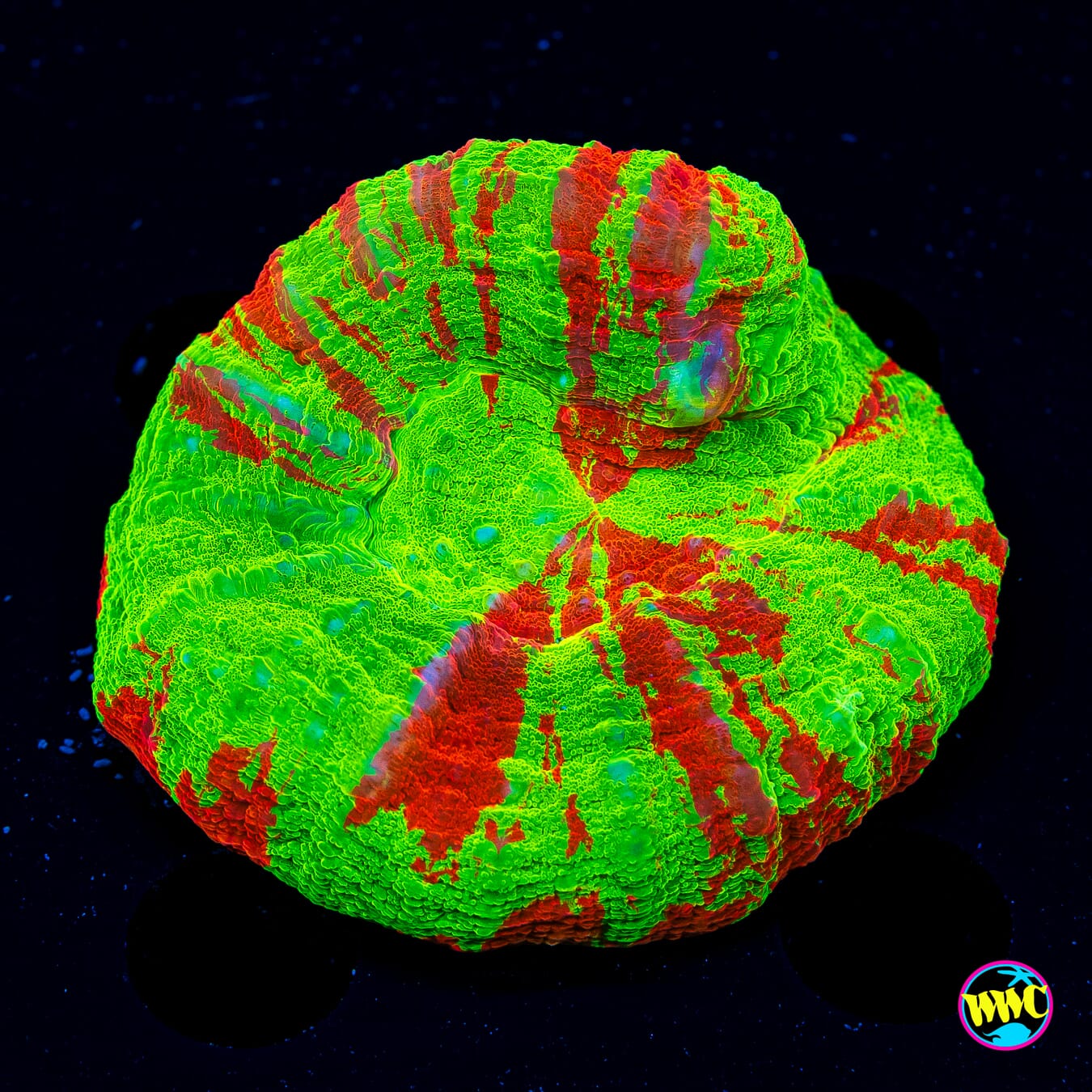 Bleeding Apple Scolymia - Daylight Photo