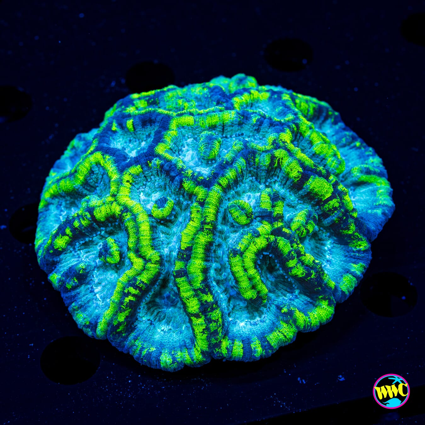 Slime Time Symphyllia - Daylight Photo