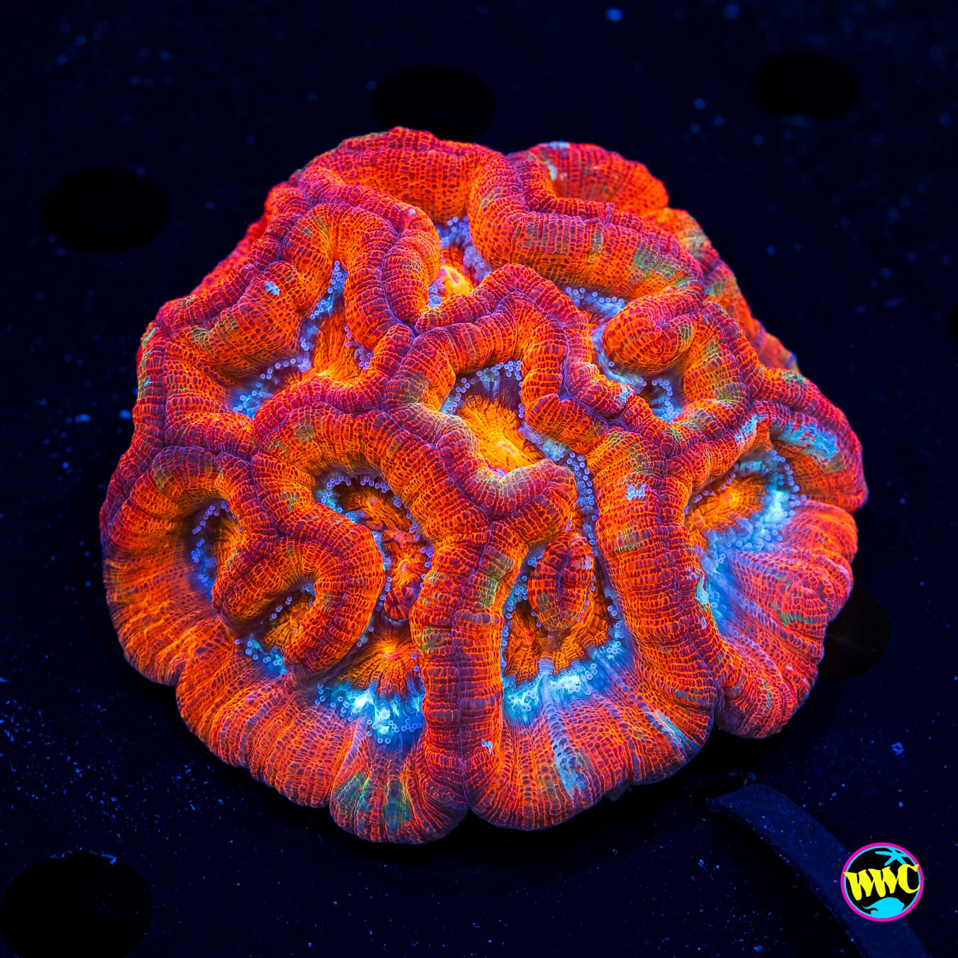 Fire Tiger Symphyllia - Daylight Photo