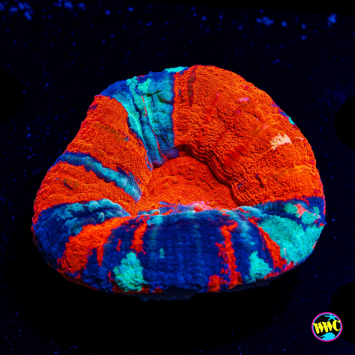 Warpaint Scolymia - Daylight Photo