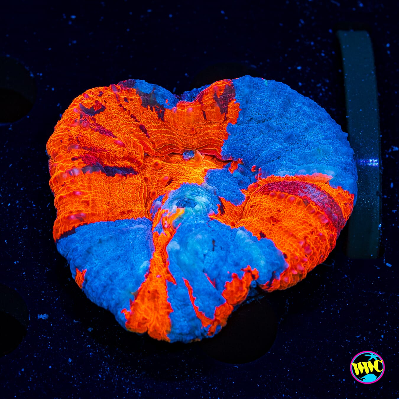 Super Man Scolymia - Daylight Photo