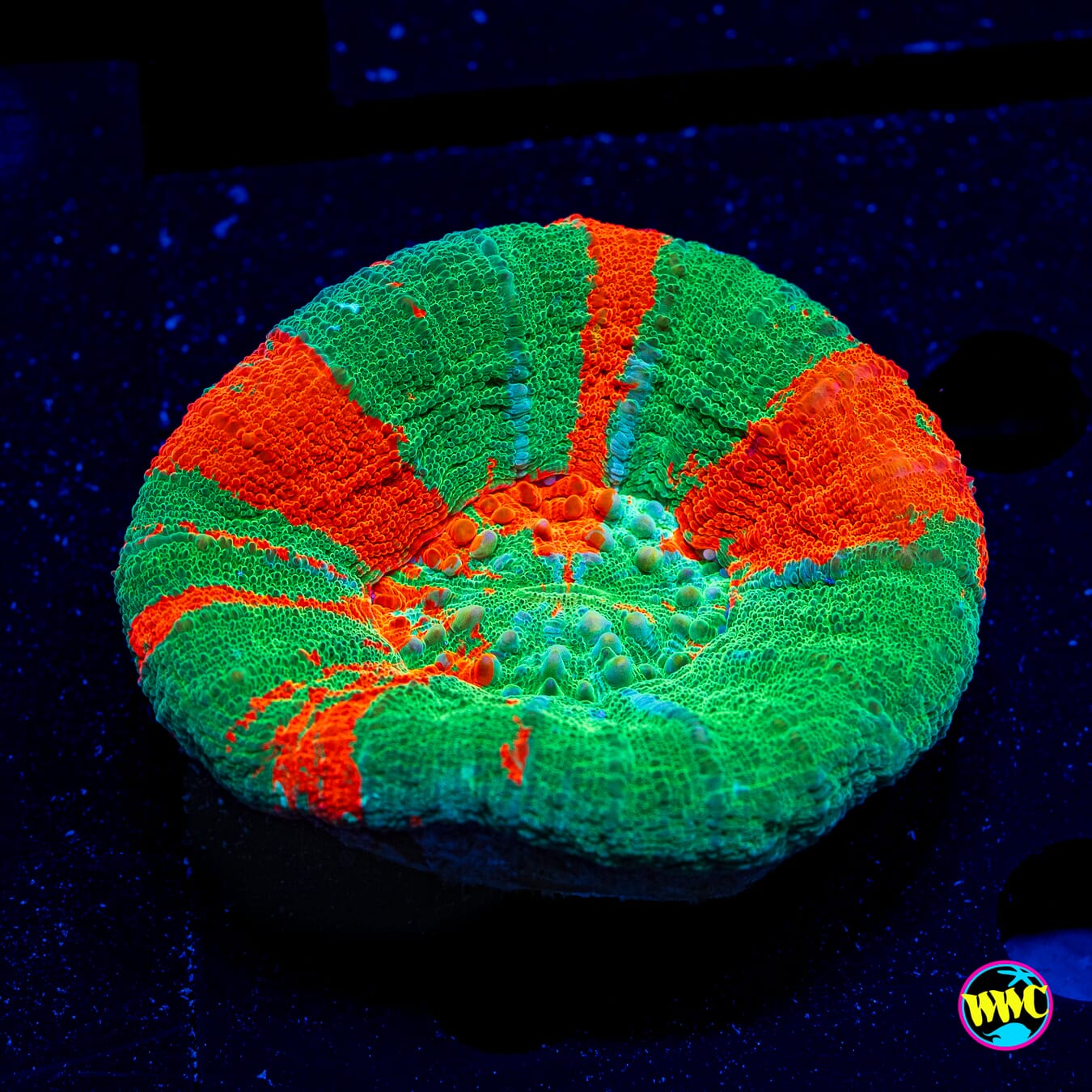 Bleeding Forest Scolymia - Daylight Photo