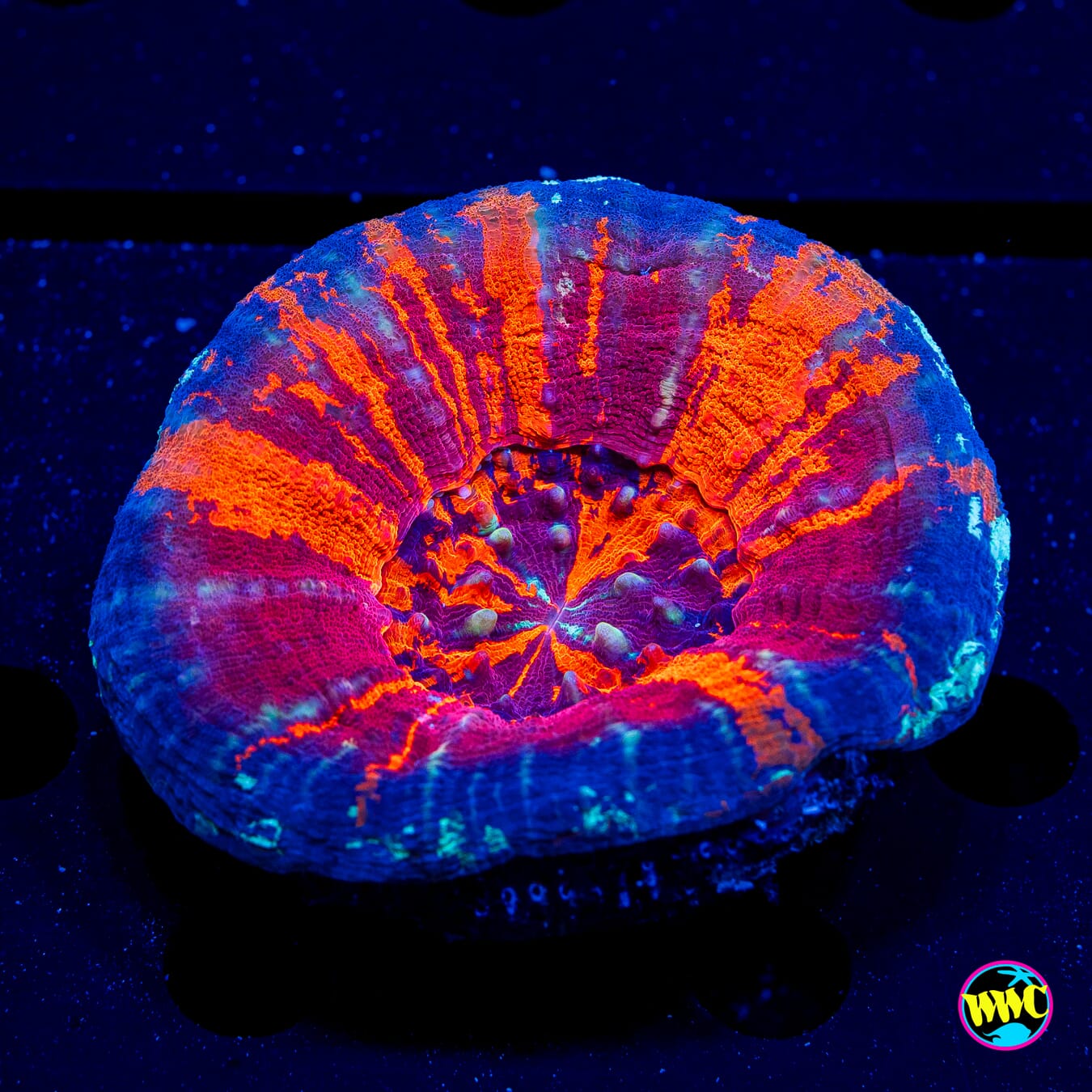 Violet Warpaint Scolymia - Daylight Photo