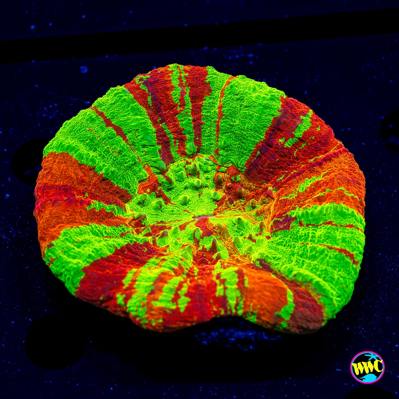 Candied Bleeding Apple Scolymia - Daylight Photo