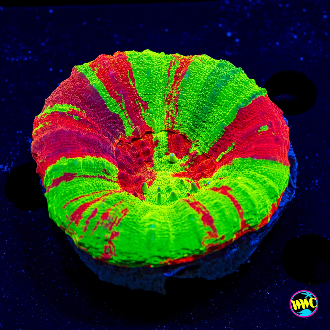 Bleeding Apple Scolymia - Daylight Photo