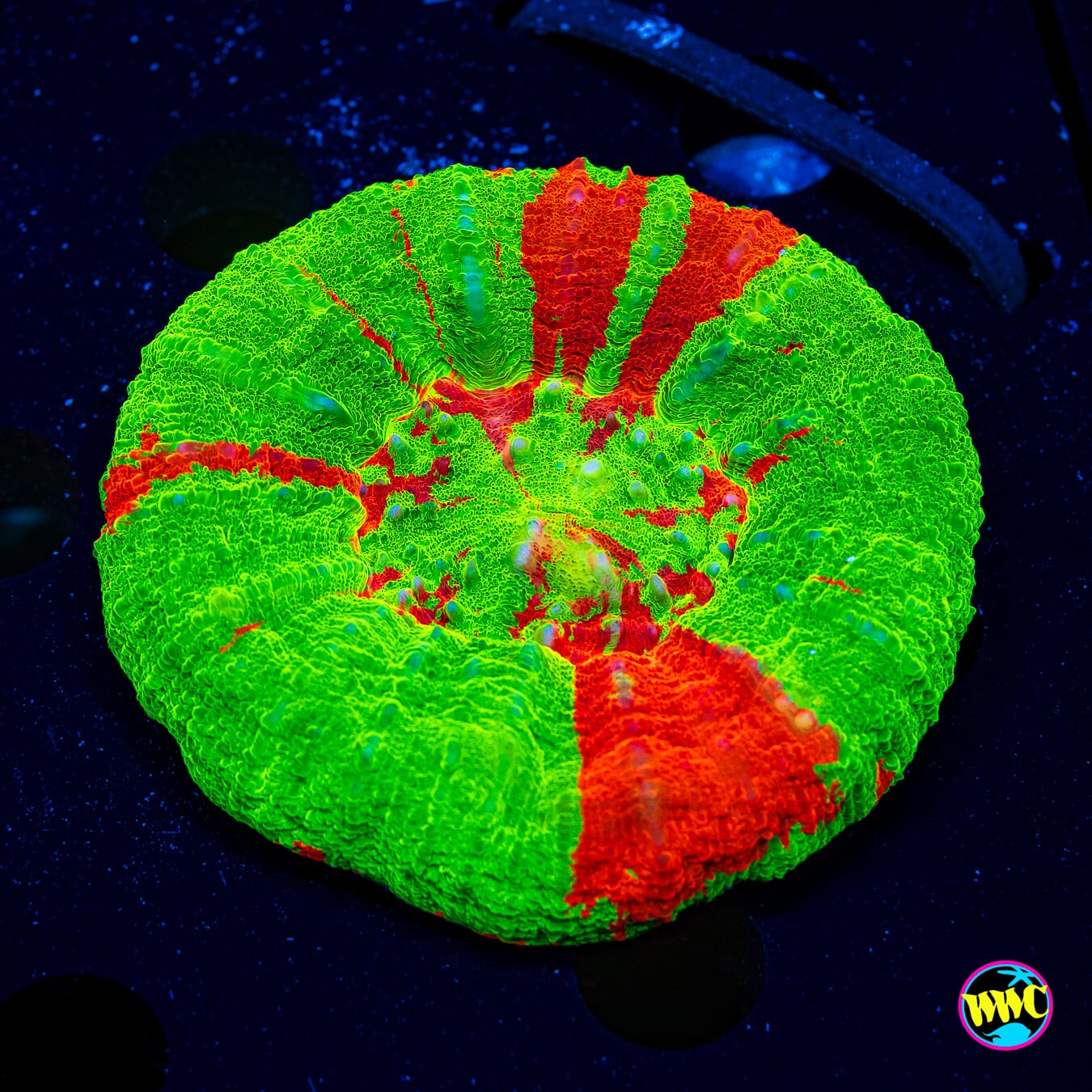 Bleeding Apple Scolymia - Daylight Photo