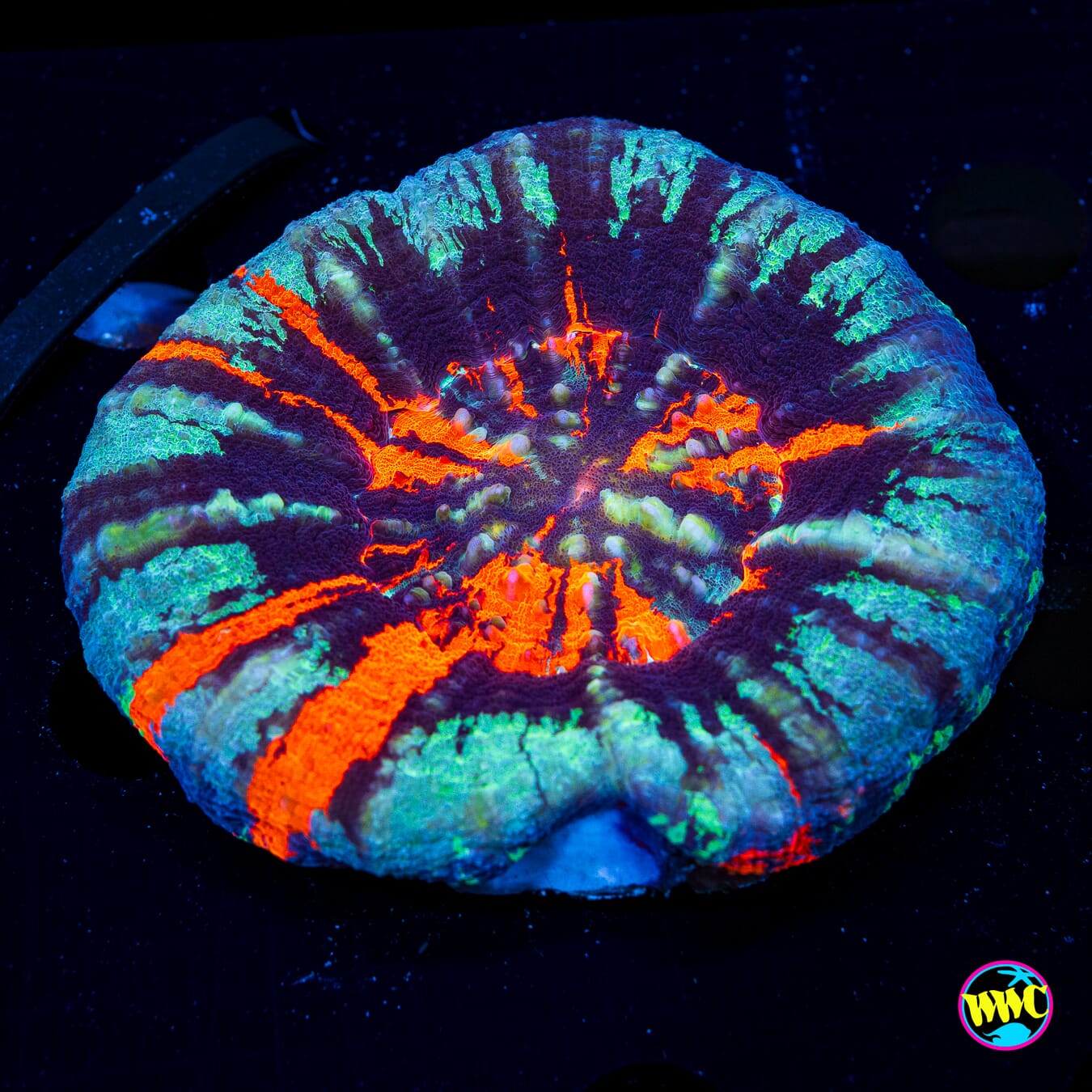 Iced Out Warpaint Scolymia - Daylight Photo