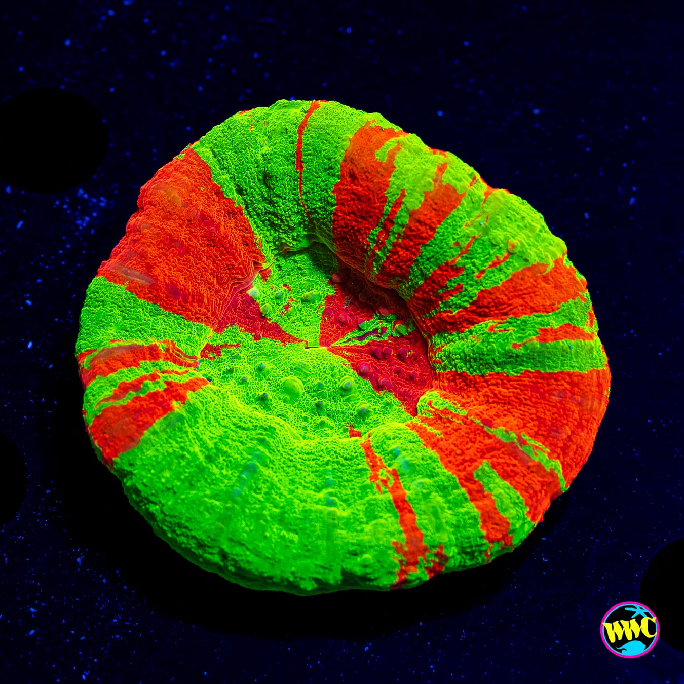 Bleeding Apple Scolymia - Daylight Photo