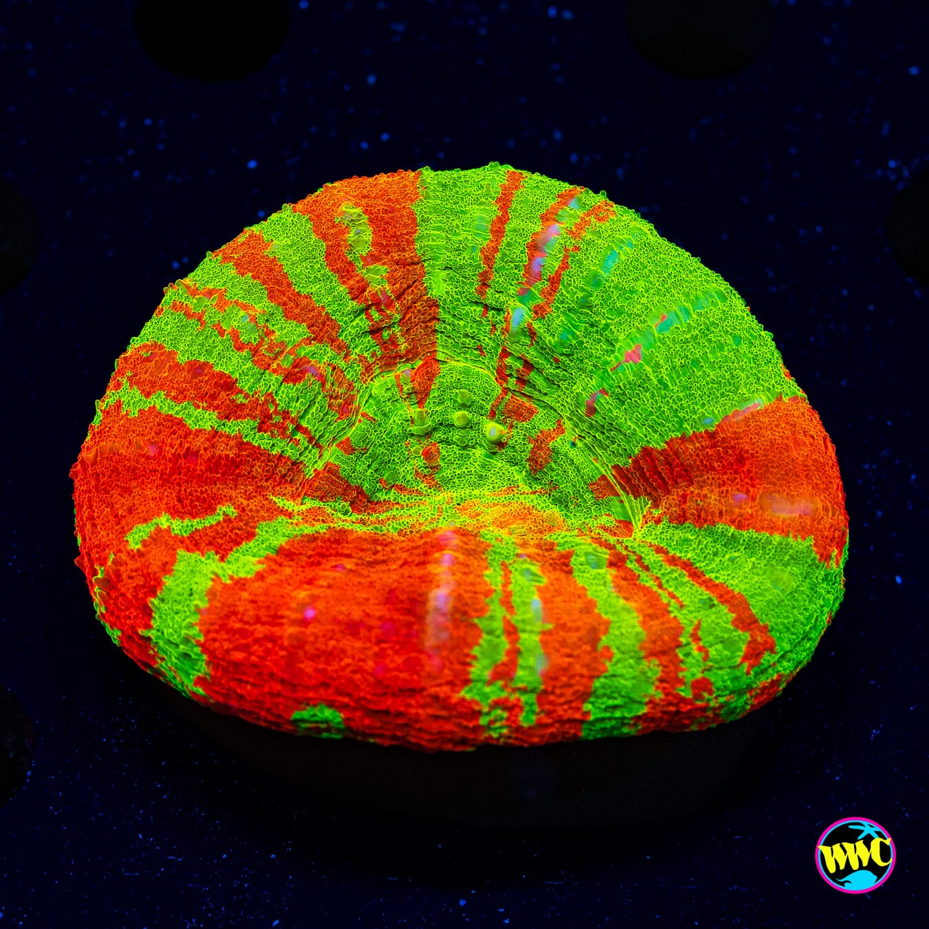 Candied Bleeding Apple Scolymia - Daylight Photo