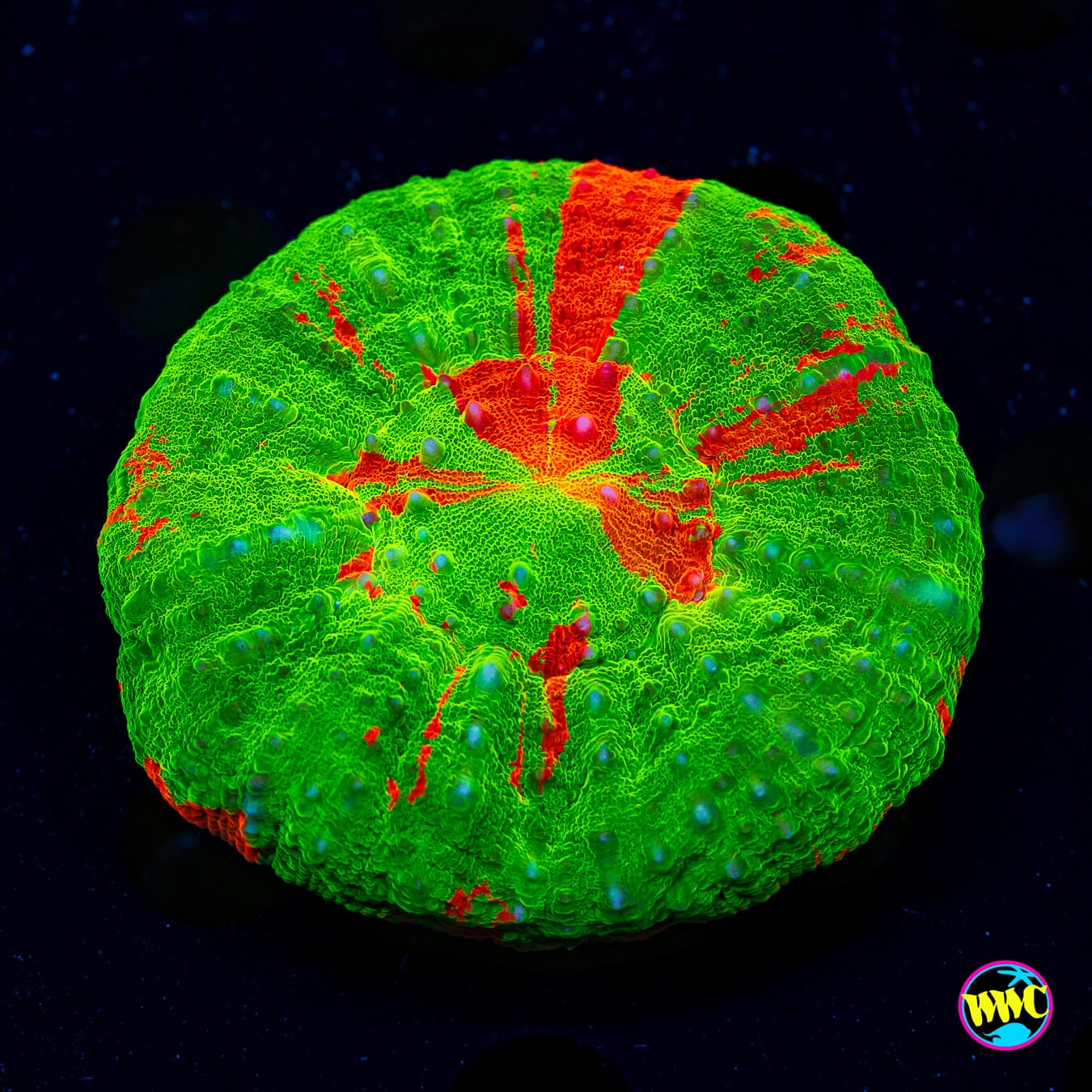 Bleeding Apple Scolymia - Daylight Photo