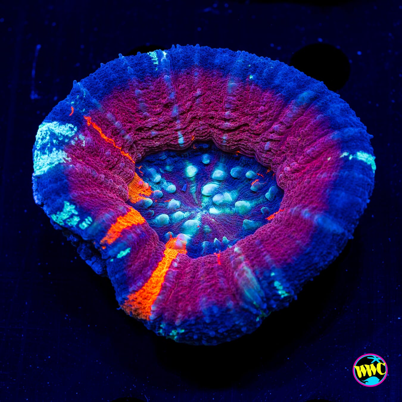 Violet Warpaint Scolymia - Daylight Photo