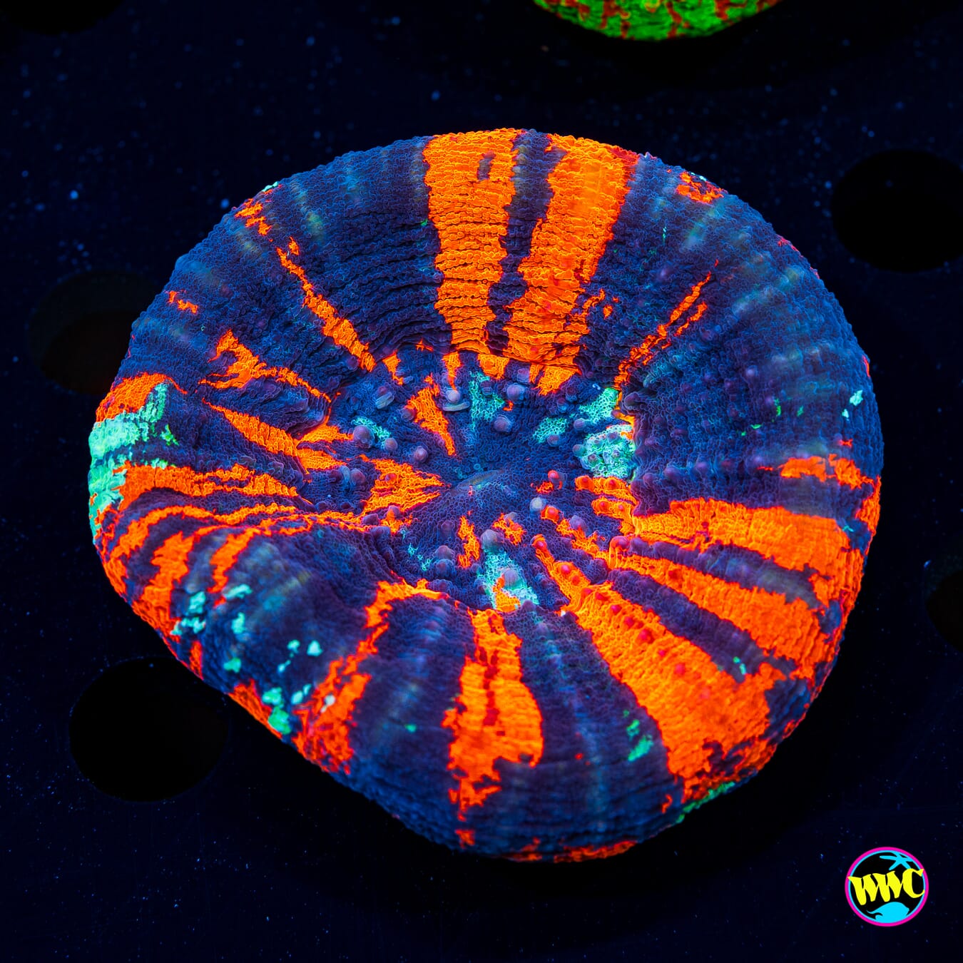 Ultimate Warpaint Scolymia - Daylight Photo