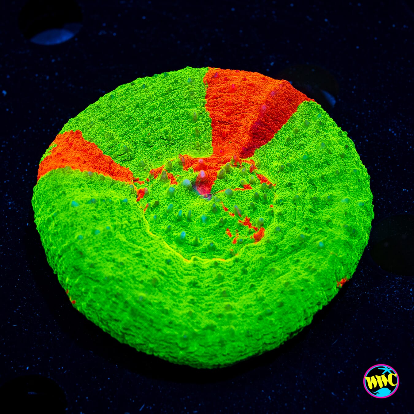 Bleeding Apple Scolymia - Daylight Photo